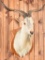 Finnish Landrace Goat Taxidermy Mount