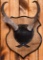 Pronghorn Antler Taxidermy Mount