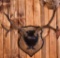 Mule Deer Buck Taxidermy Antler Mount