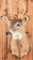 Whitetail Buck Taxidermy Mount