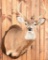 Whitetail Buck Taxidermy Mount