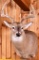 Whitetail Buck Taxidermy Mount