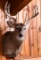 Whitetail Buck Taxidermy Mount