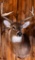 Whitetail Buck Taxidermy Mount