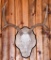 Whitetail Buck Taxidermy Antler Mount