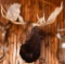 Alaskan Moose Taxidermy Mount