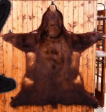 Chocolate Black Bear Taxidermy Rug Mount