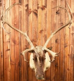 Caribou Taxidermy Mount