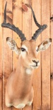 Impala Taxidermy Mount