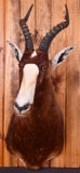 Blesbok Taxidermy Mount