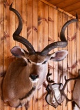 Greater Kudu Taxidermy Mount