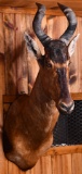 Red Hartebeest Taxidermy Mount