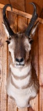 Pronghorn Taxidermy Mount
