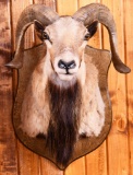 Bighorn Sheep Taxidermy Mount