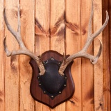 Mule Deer Antler Taxidermy Mount