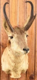 Pronghorn Taxidermy Mount