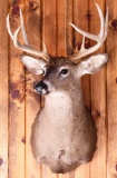 White Tail Deer Taxidermy Mount