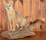 Fox Taxidermy Mount