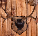 Mule Deer Buck Taxidermy Antler Mount