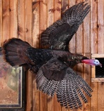 Wild Turkey Taxidermy Mount