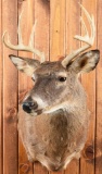 Whitetail Buck Taxidermy Mount