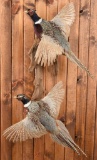 Pair of Pheasants Taxidermy Mount