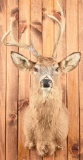 Whitetail Buck Taxidermy Mount