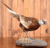 Pheasant Taxidermy Mount