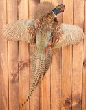 Pheasant Taxidermy Mount