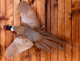 Pheasant Taxidermy Mount