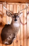 Whitetail Buck Taxidermy Mount