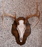 Whitetail Buck Taxidermy Antler Mount