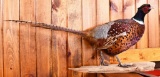 Pheasant Taxidermy Mount