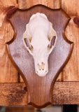 Coyote Skull Taxidermy Mount
