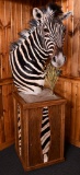 Zebra Taxidermy Mount