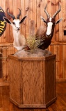 Springbok and Blesbox Double Taxidermy Mount