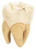 Scale Model of a Human Tooth