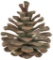 Early Brass Pine Cone Door Knocker