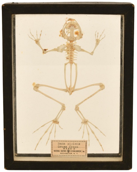 Grass Frog Skeletal Display