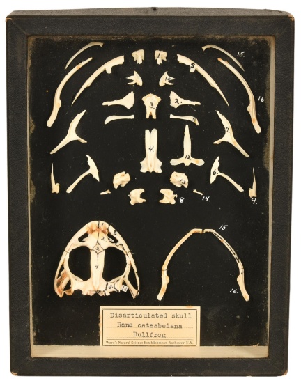 Disarticulated Bullfrog Skull