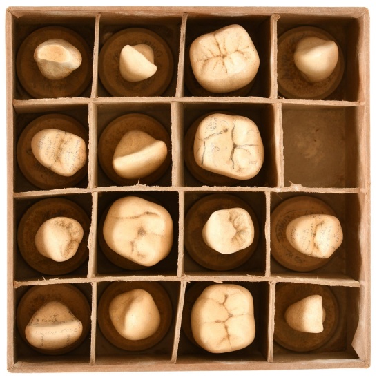 Human Teeth Dental Models