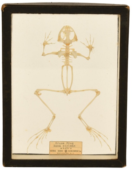 Grass Frog Skeletal Display