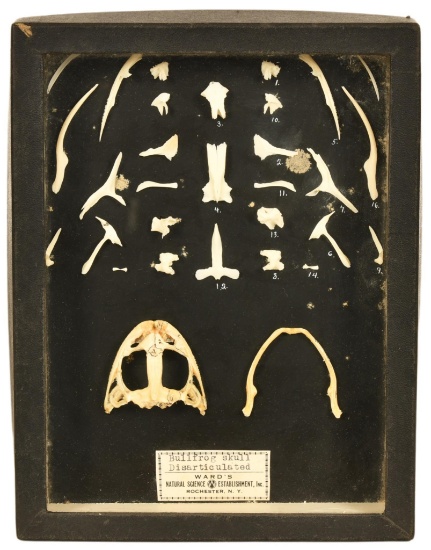 Disarticulated Bullfrog Skull