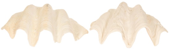 Large Natural Clam Shell