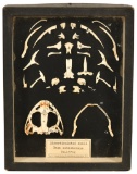 Disarticulated Bullfrog Skull