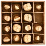 Human Teeth Dental Models