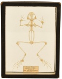 Grass Frog Skeletal Display