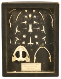 Disarticulated Bullfrog Skull