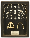 Disarticulated Bullfrog Skull