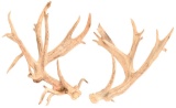 Non Typical Deer Antlers